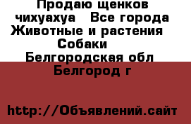 Продаю щенков чихуахуа - Все города Животные и растения » Собаки   . Белгородская обл.,Белгород г.